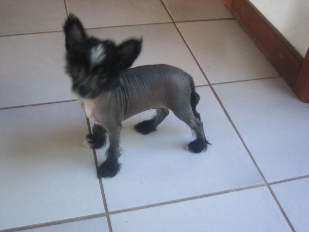 Wumao Ziggy Stardust