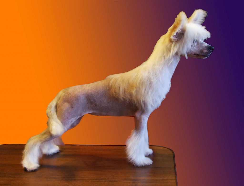 Futureline Felicie Amazonka