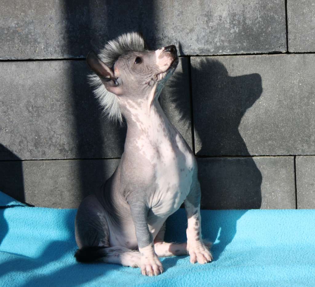 Pin-Up Girl of Angel's Legacy