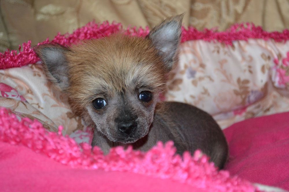 Vellar Pljus Petrucho