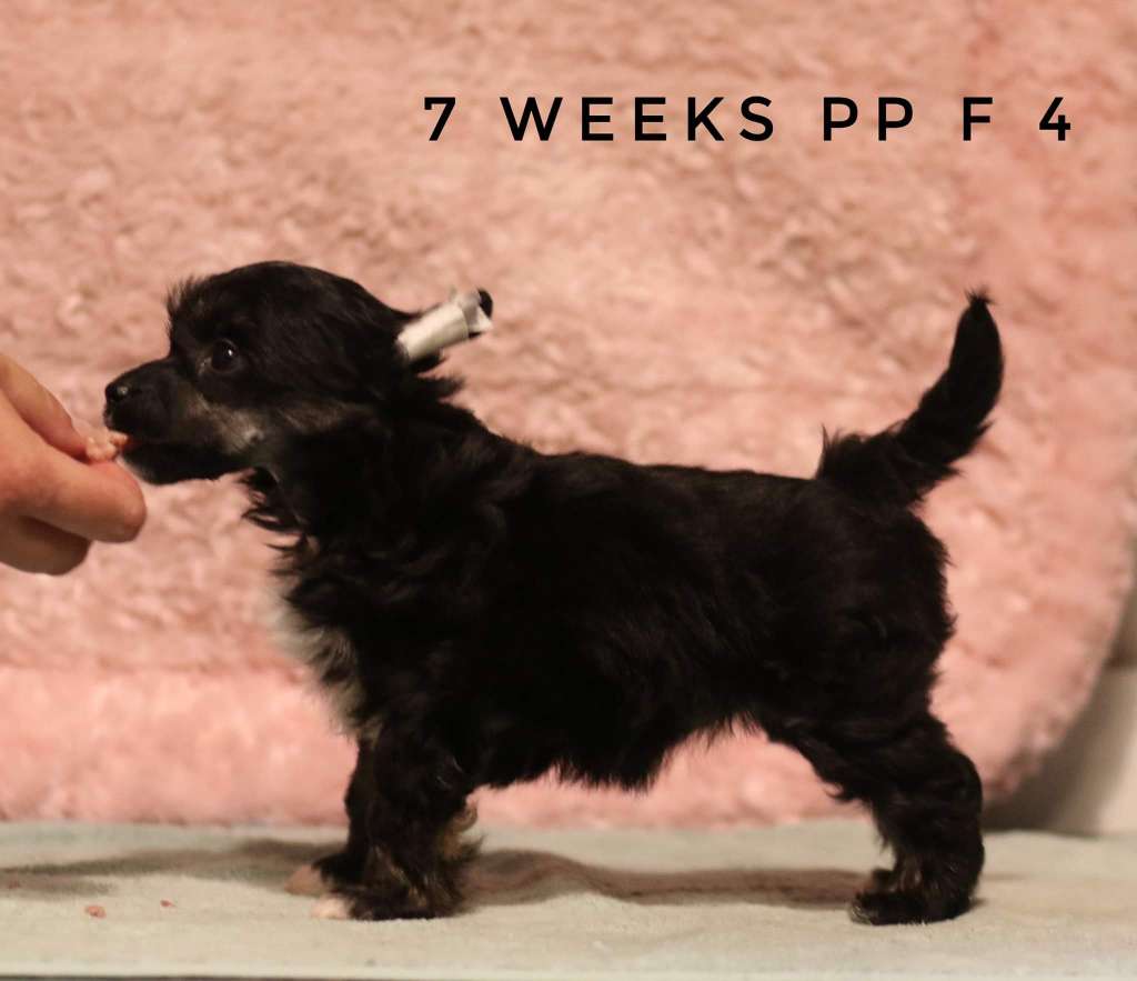 Viavrois Brilliant Barbarella