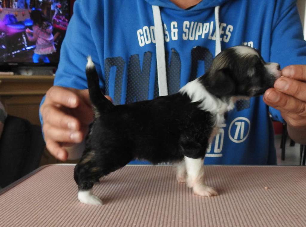 Zero Tolerance Twin Peaks