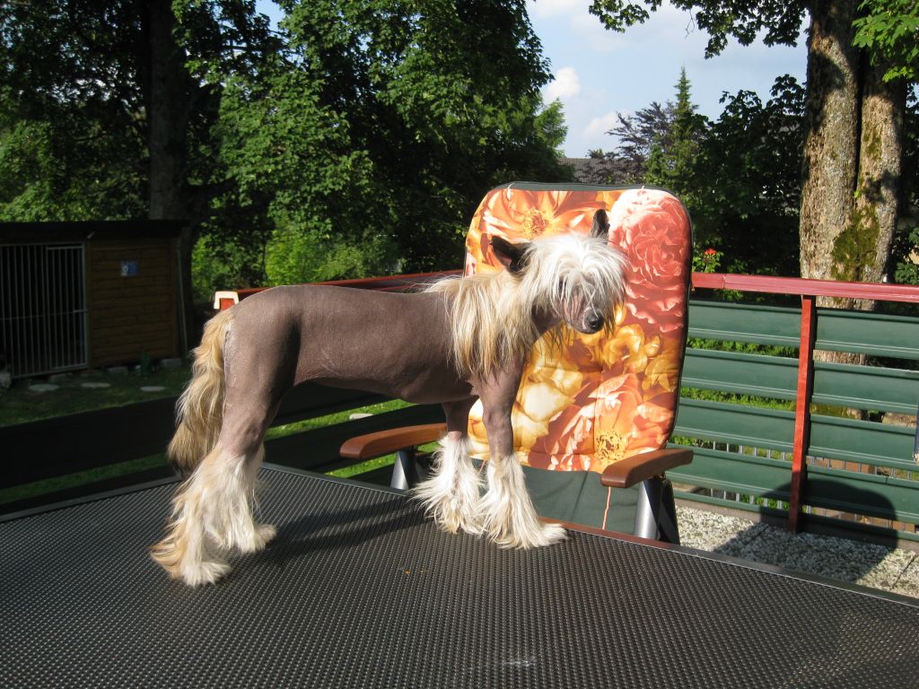 Amour  De  Cacao Modry Vanek