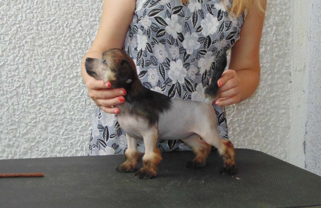 Karnelius My Justified Hope