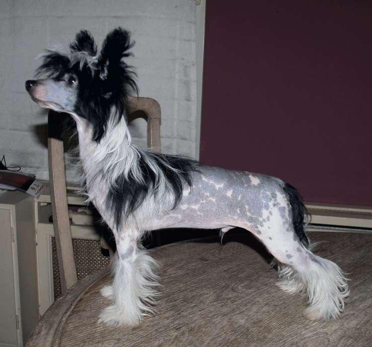 Be My Dog's Nonstop Nonsense