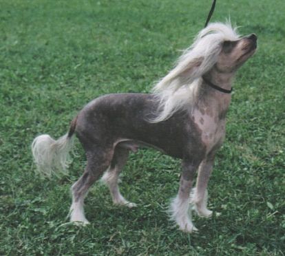 El-Radzith Fabulous Fantom