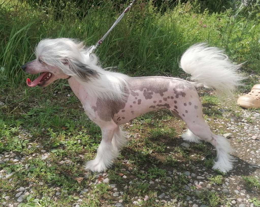 Stormblåstens Glasgow Kiss