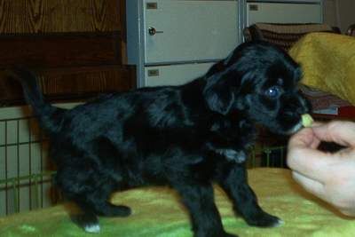 Royalgift Lucky Frodo