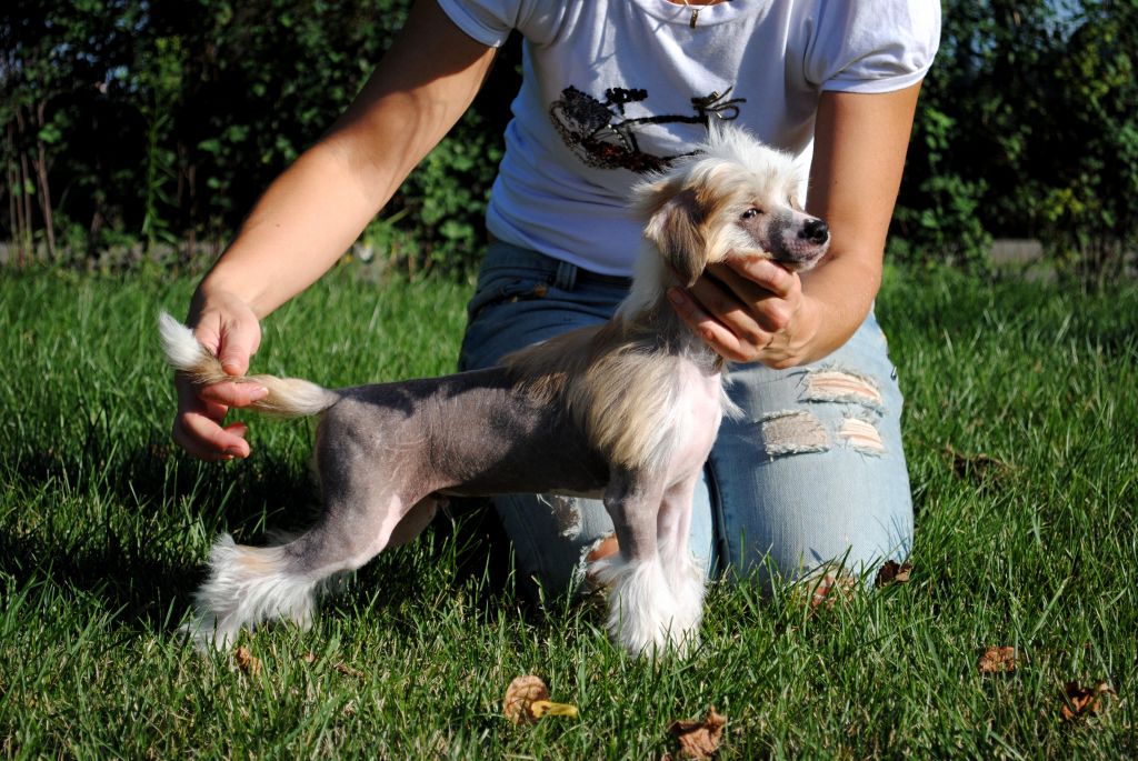 Hohlatiy glamour Beni Brioni