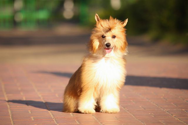 Infant Prodigy Nakosi - Vykusi