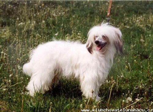 Cyntia Powder od Chlpiku