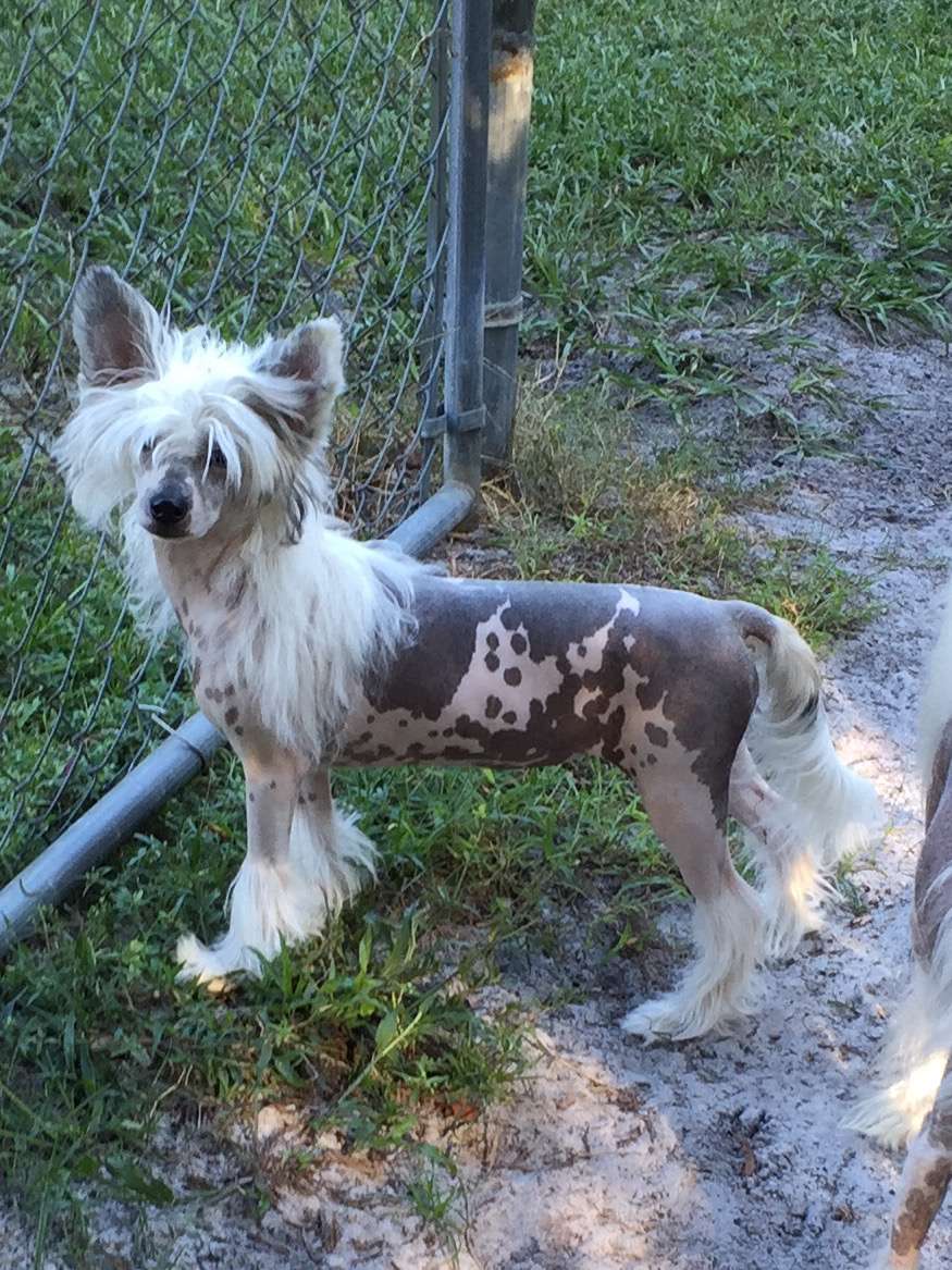 UKCCH Gems Royal Love of Leibwache