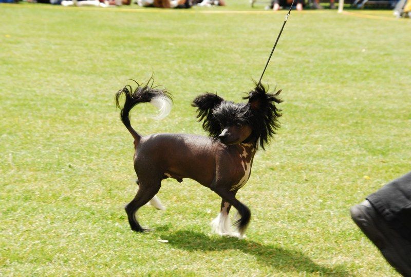 Schagardhs Lillebror