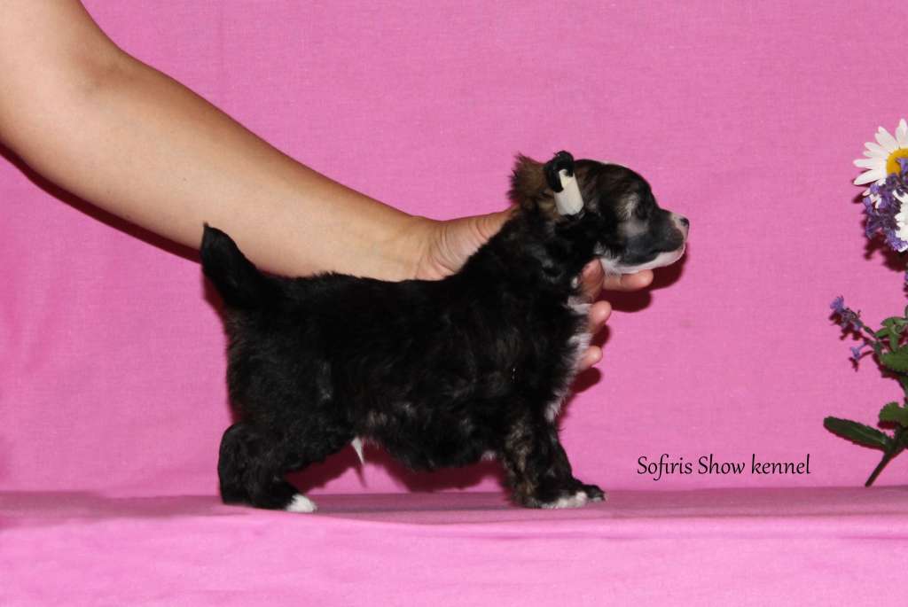 Sofiris Show Tutti-Frutti