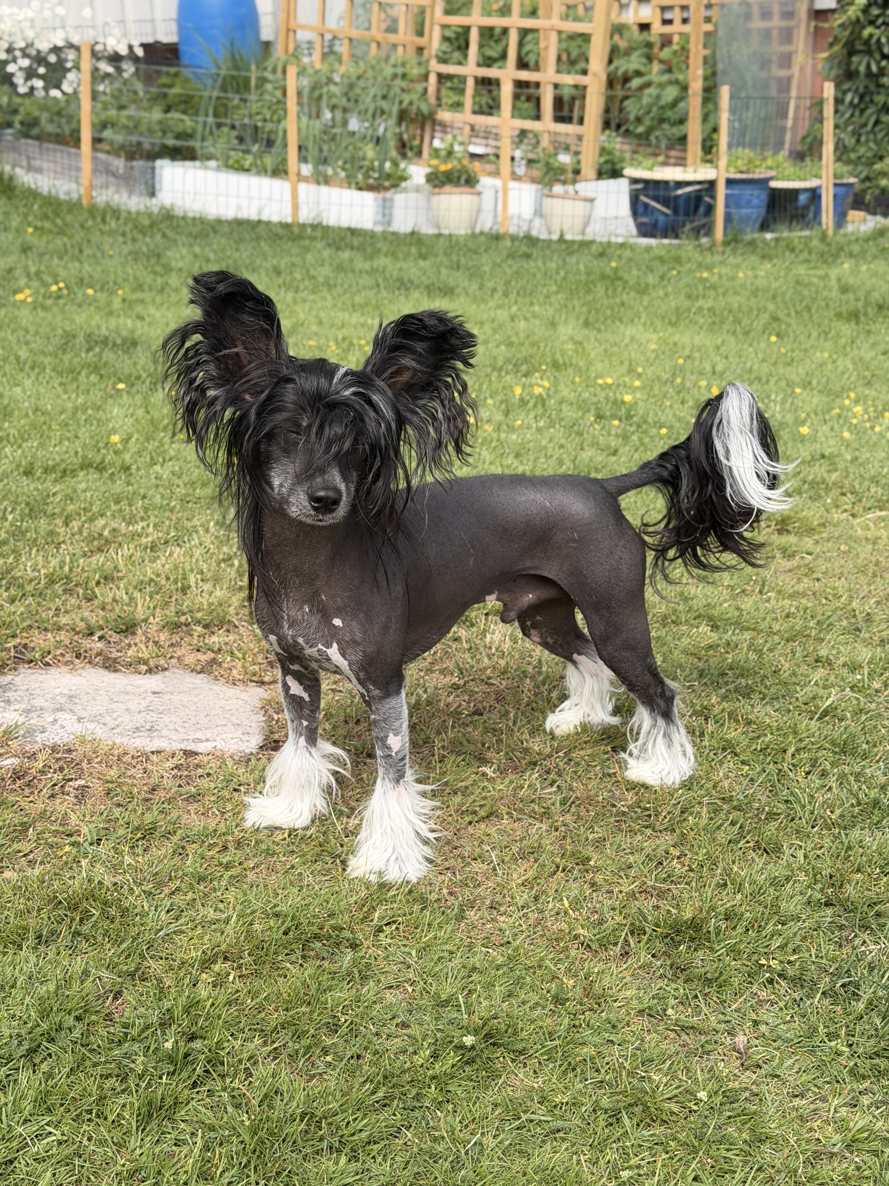Cerohair Beautiful Beast