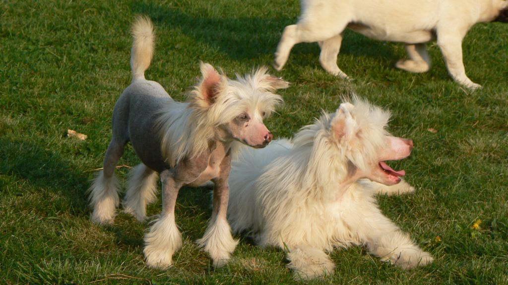 Doucai's Fortune Cookie