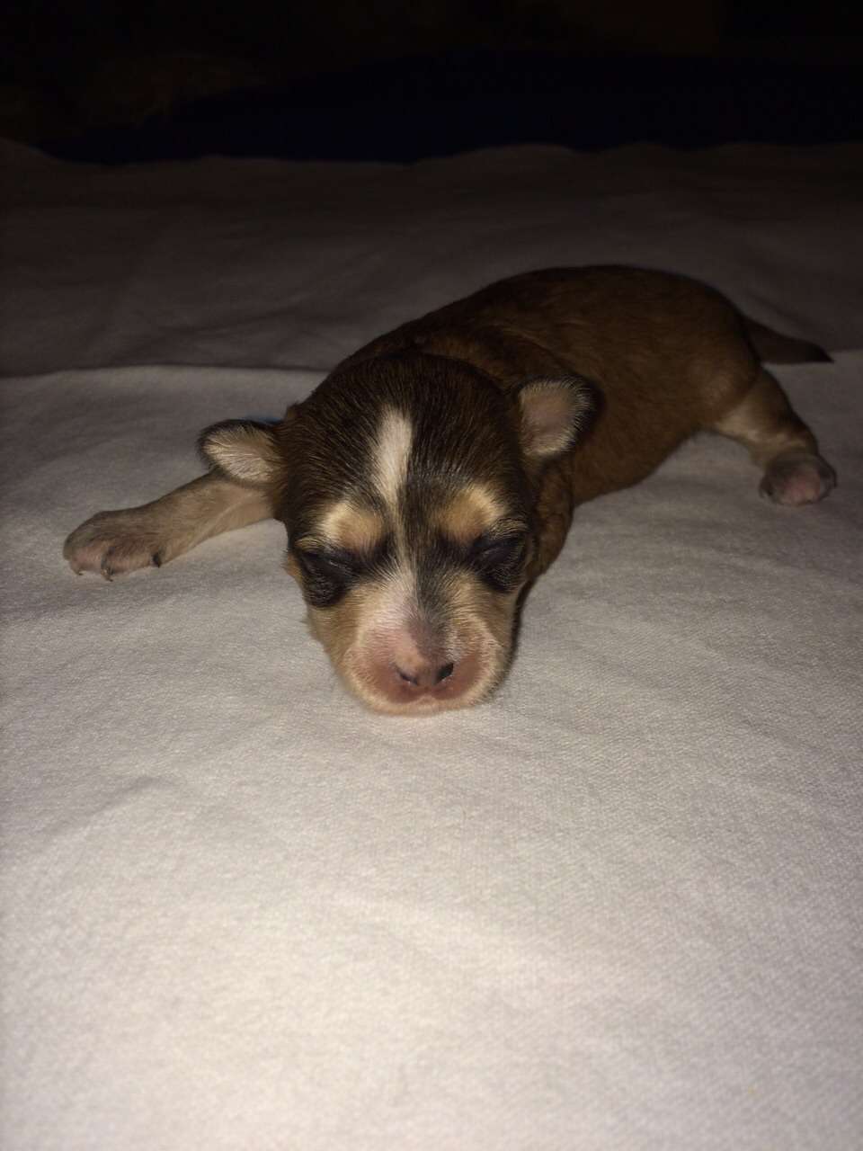 Fleurs de lodeur  Amber Gold