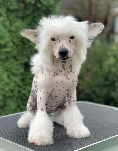 AkDeniz Edition Limited