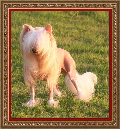 Cold fusion de almamasan