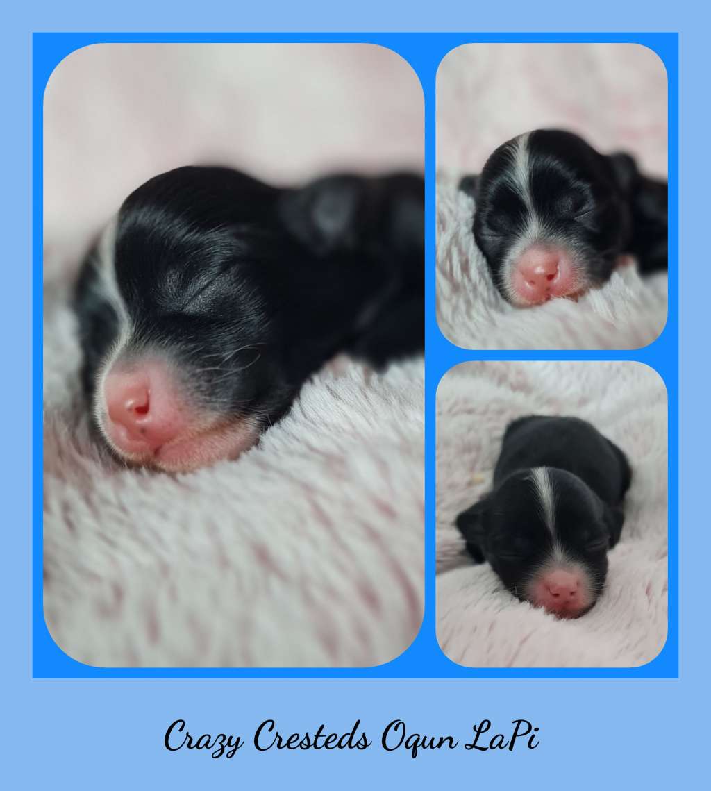 Crazy Cresteds Oqun LaPi