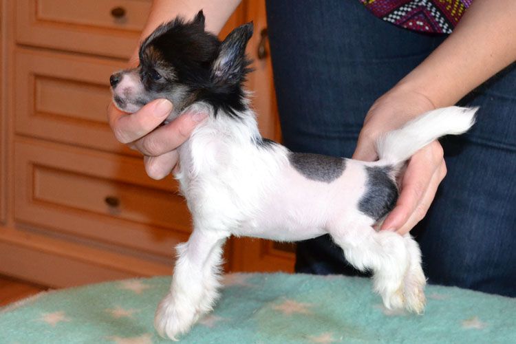 Vellar Pljus Kelly Anna