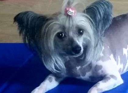 Fundoklia-völgyi Kaszanics Arizona