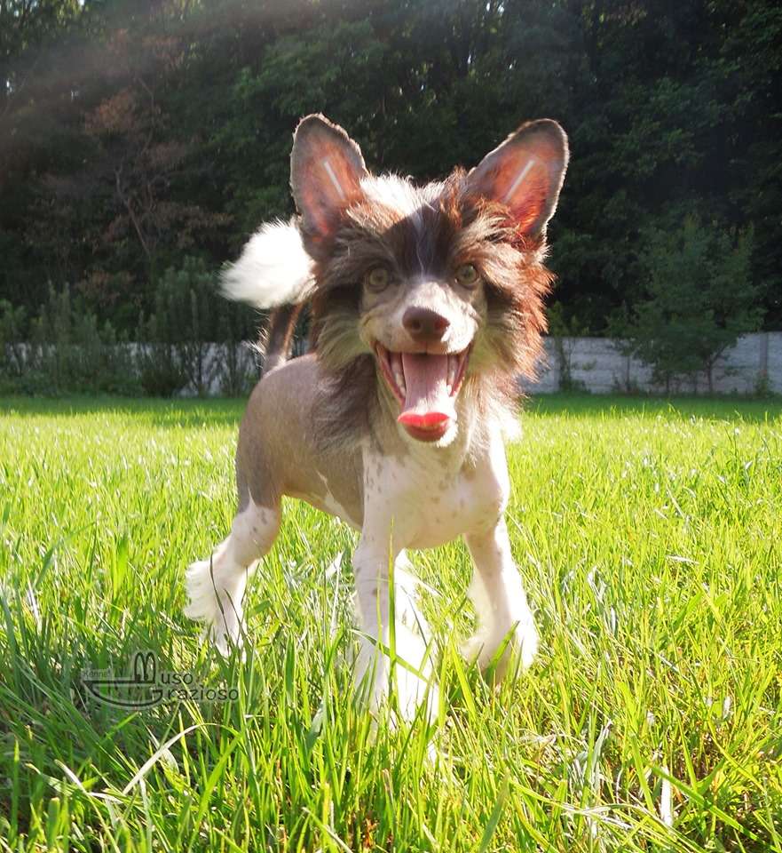 Muso Grazioso Mone Magic Man