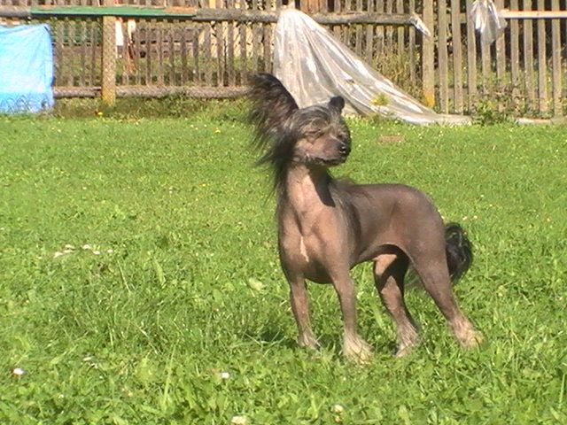 Heroico Aren Avokaduh