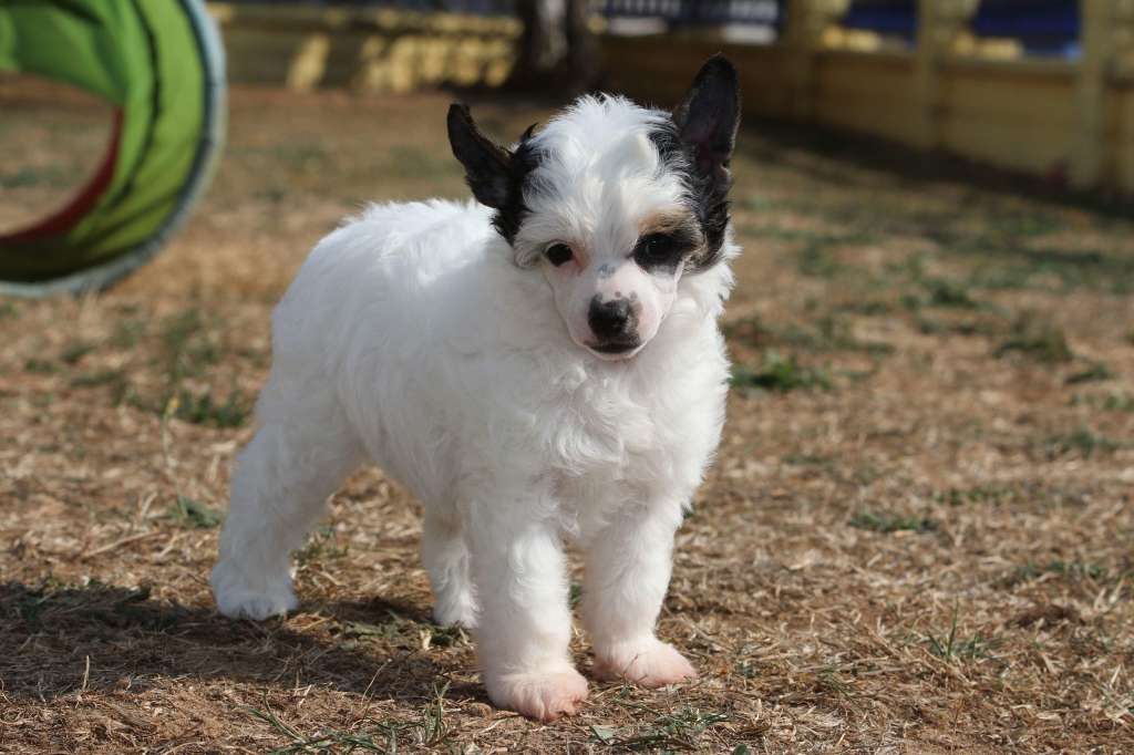 Be My Forever Princes de la Roses