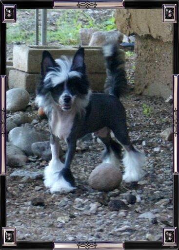 Krishna's Another Gansta At Baldpark