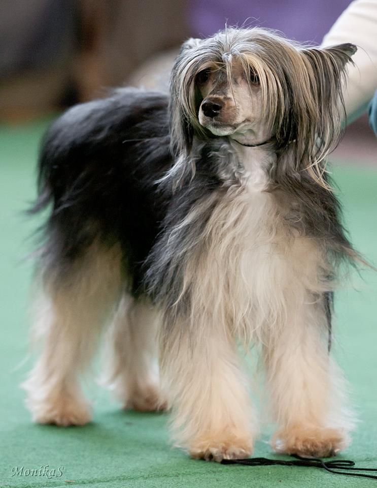 Frencis Cechovo kvítko