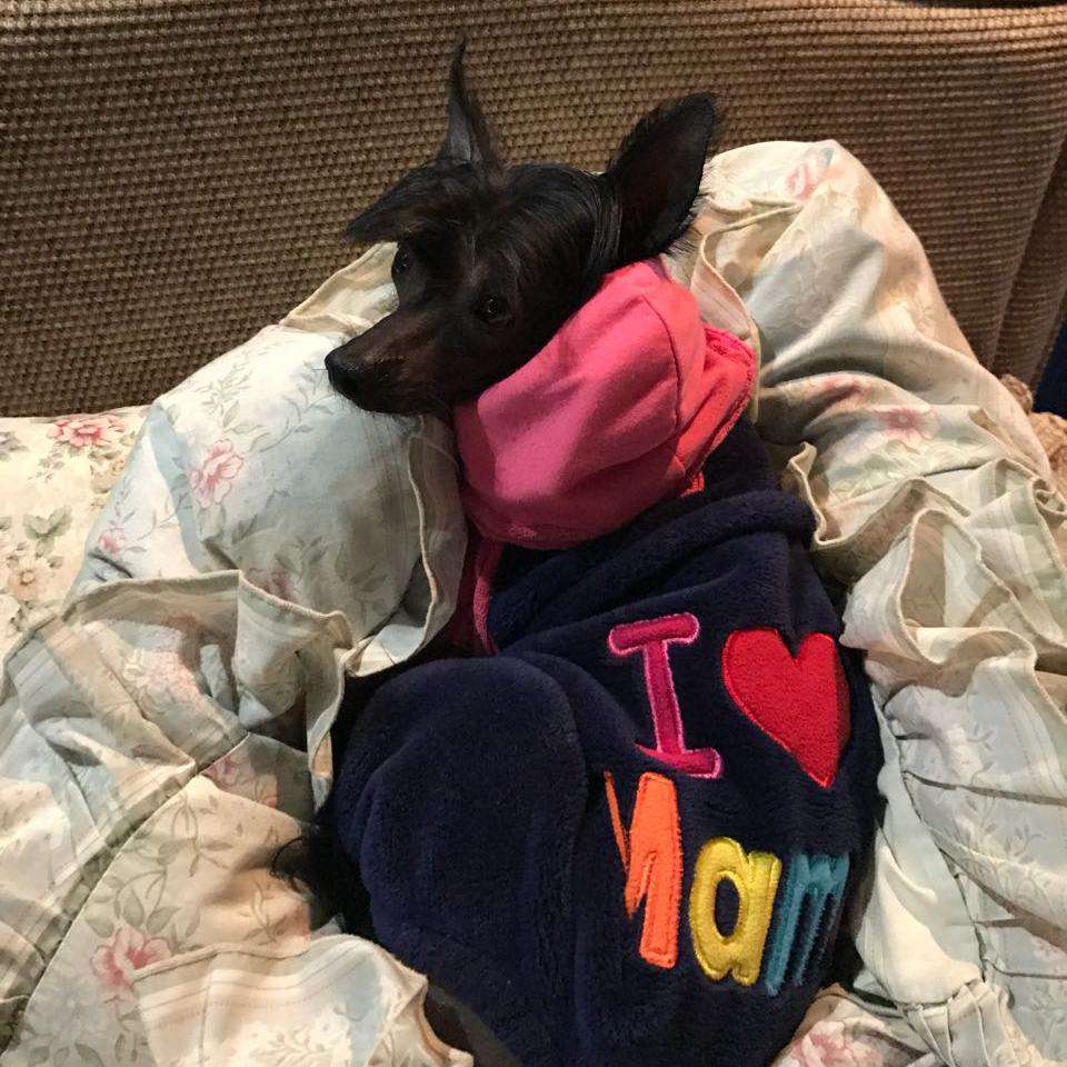 Pikker Akio El Tiola