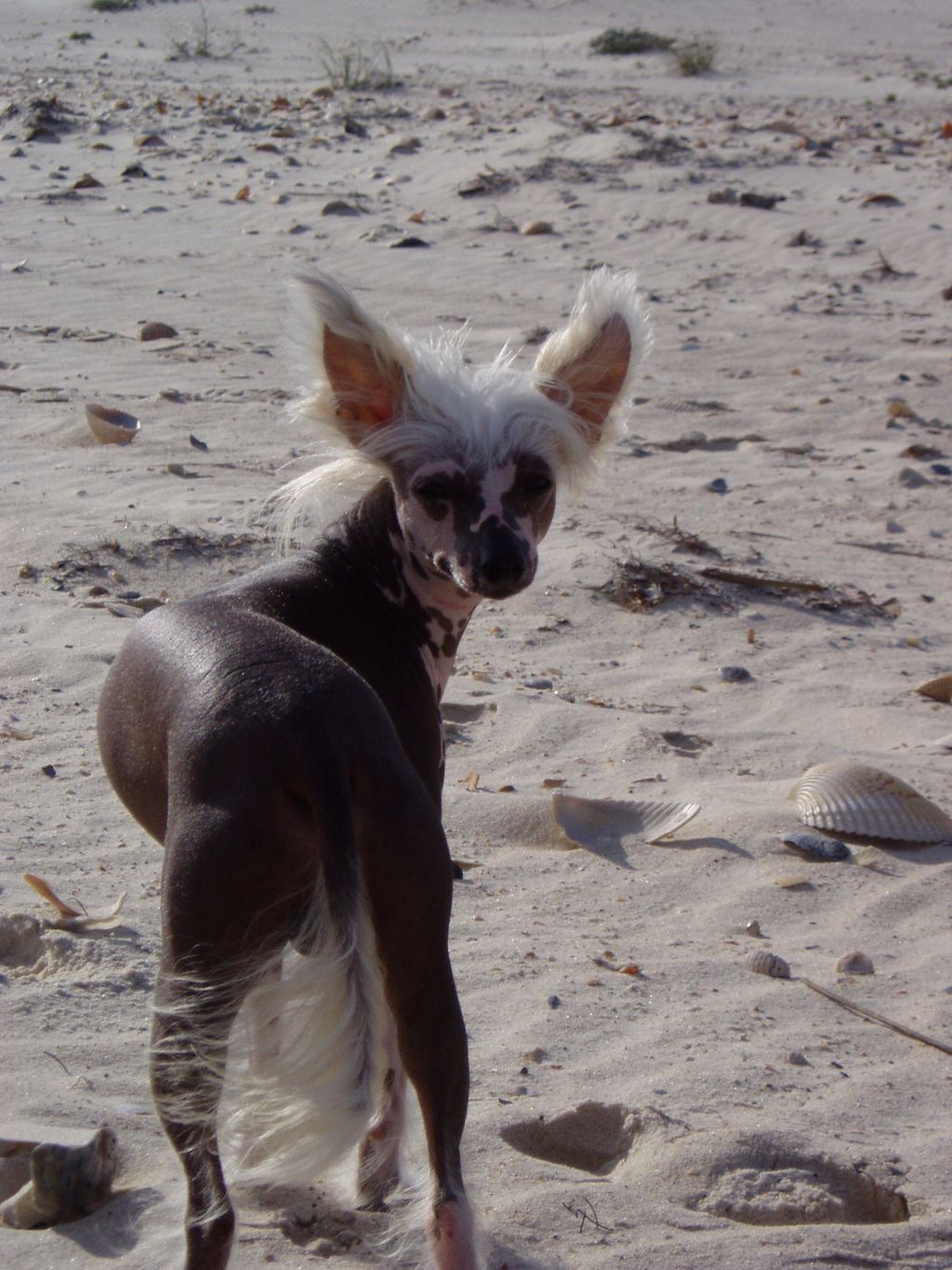 Kotickee Rahdstooart of Applelou