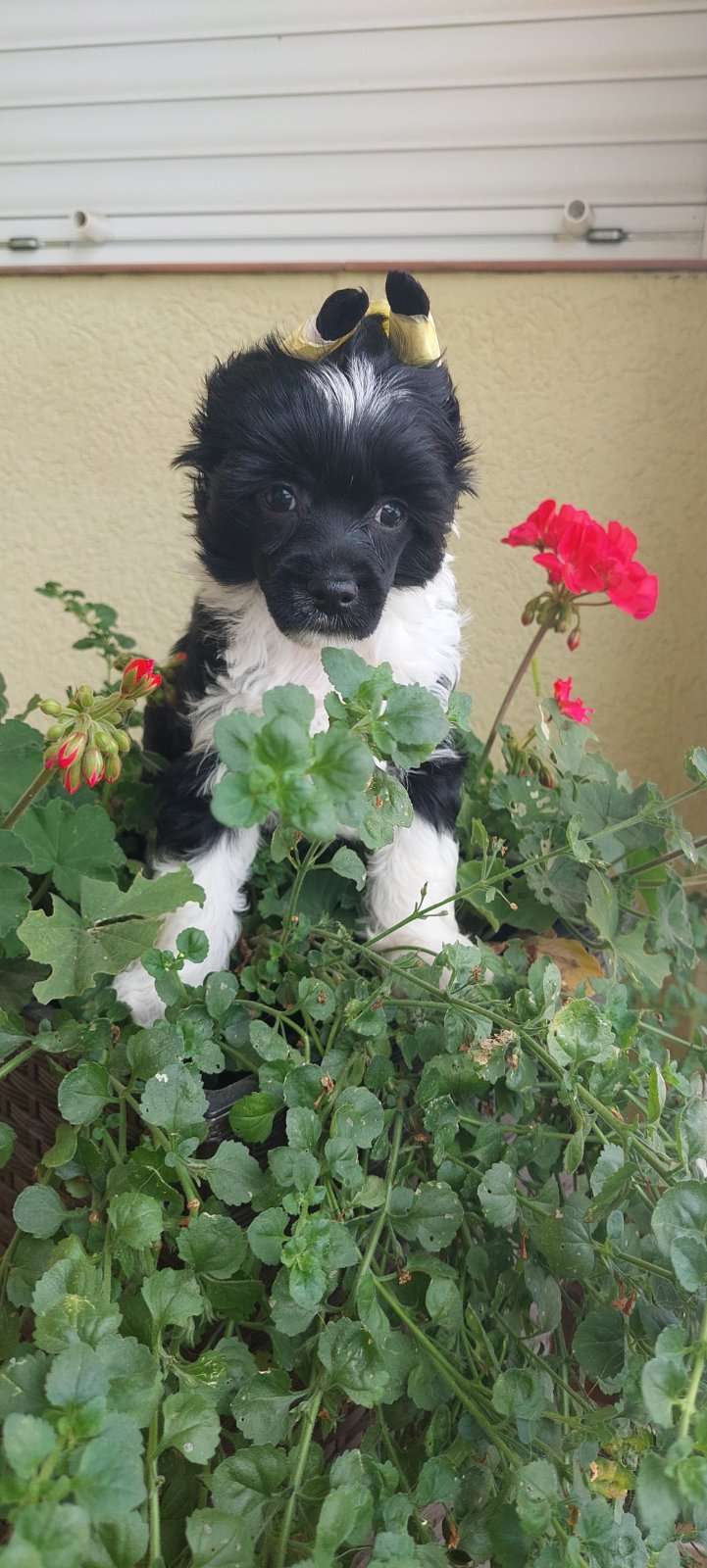 Rozalia Bonus Westtai