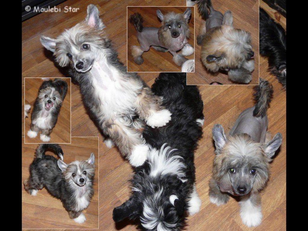 Gvinee Maulebi Star von WIldDenya