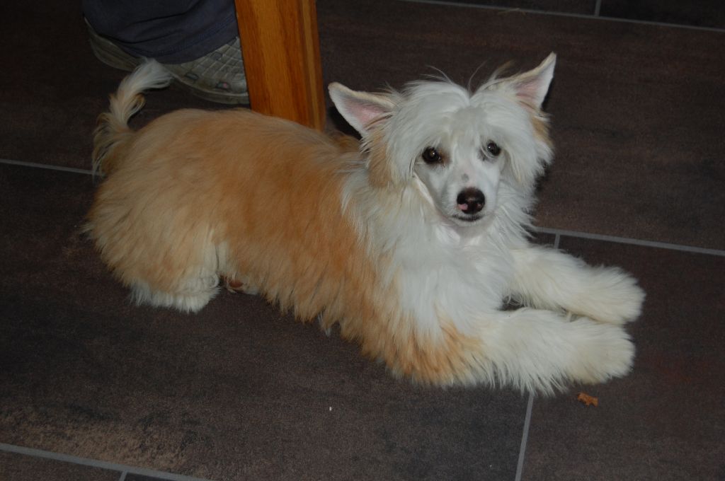 Crested Clan Simpley Red