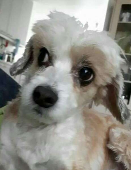 Giandujan Butterflypony