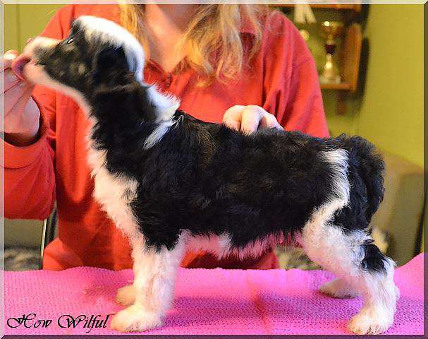 How Wilful Chinese Tailor