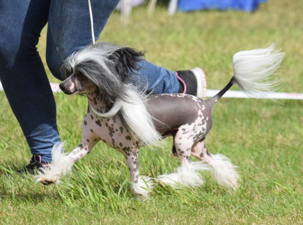 Artic Flyer's Perfect Crime