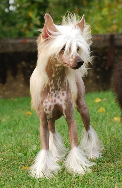 Golden Diamond Cresteds Jovanni