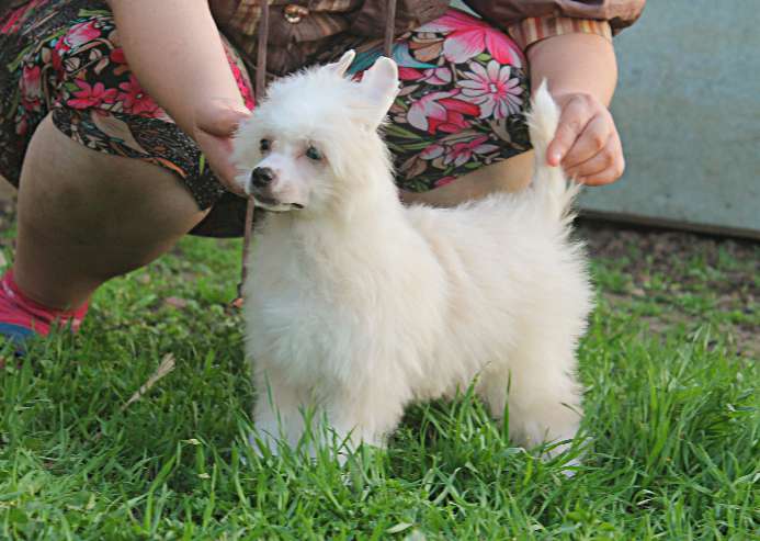 Brice Molosos Gratzi