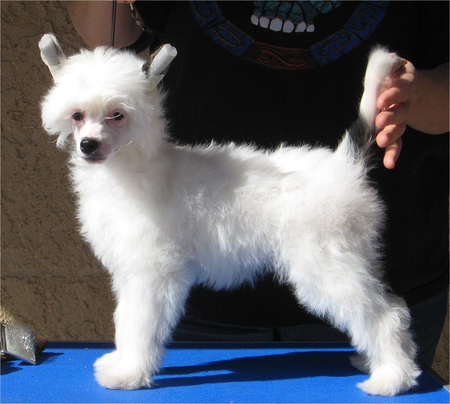 Shida Sweet and Lovely