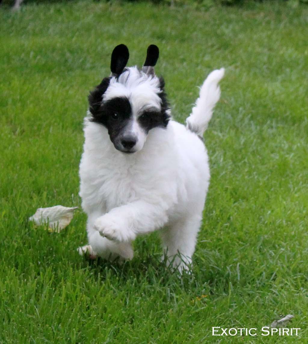 Exotic Spirit Unforgettable Pulsion