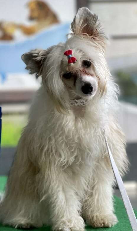 Luna de Lybóriu's Legacy