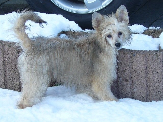 Ice Coffee Little champs