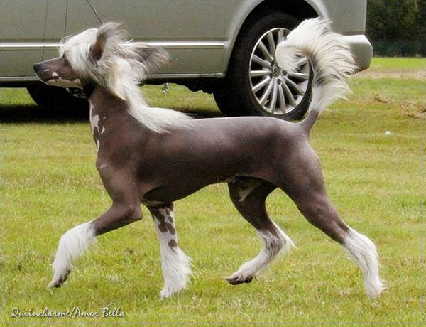 Quiincharme's Important Marionett