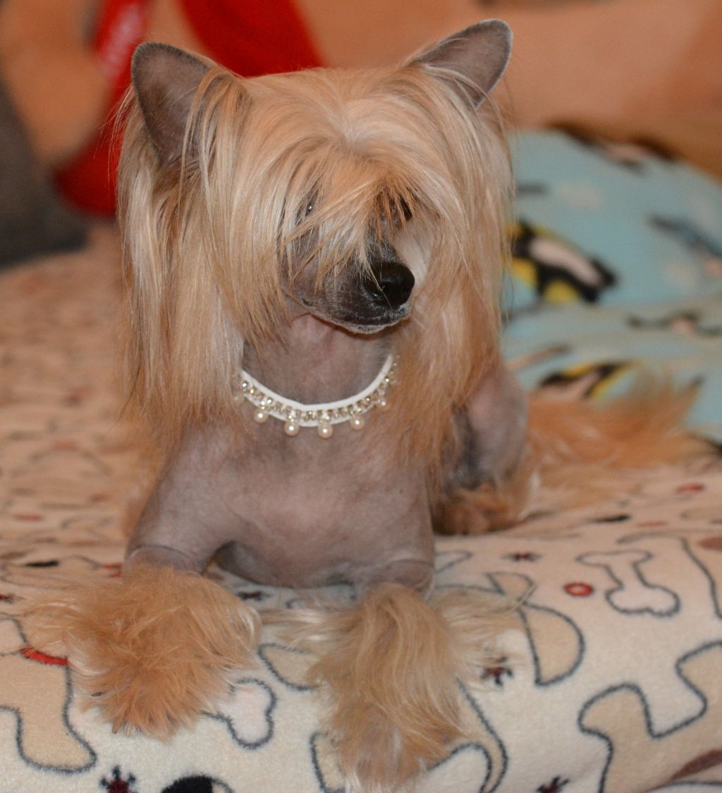 Violett von Shinbashi