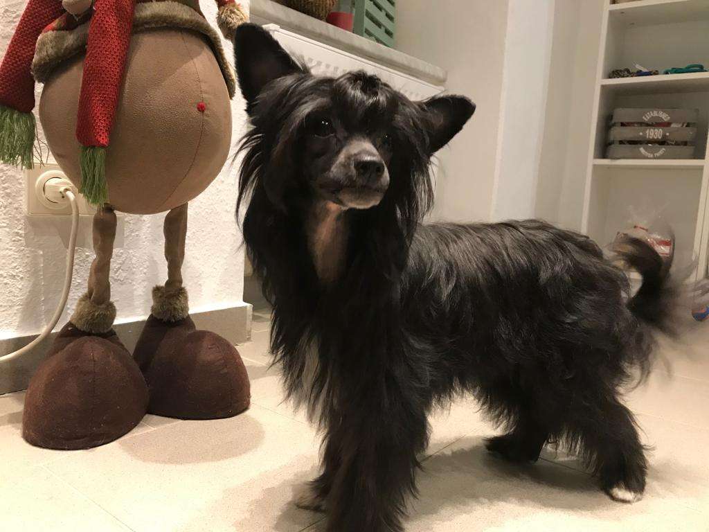 *Black Fairies* Darkness the Pearl of Agent