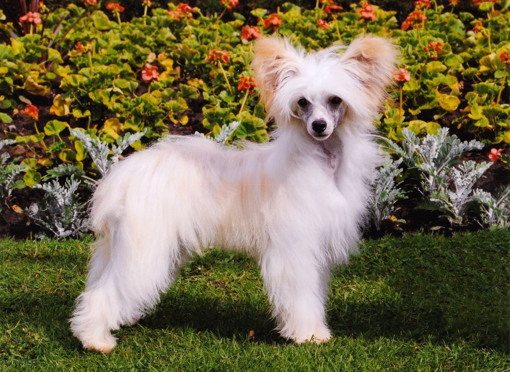 Sigyns Golden Spirit