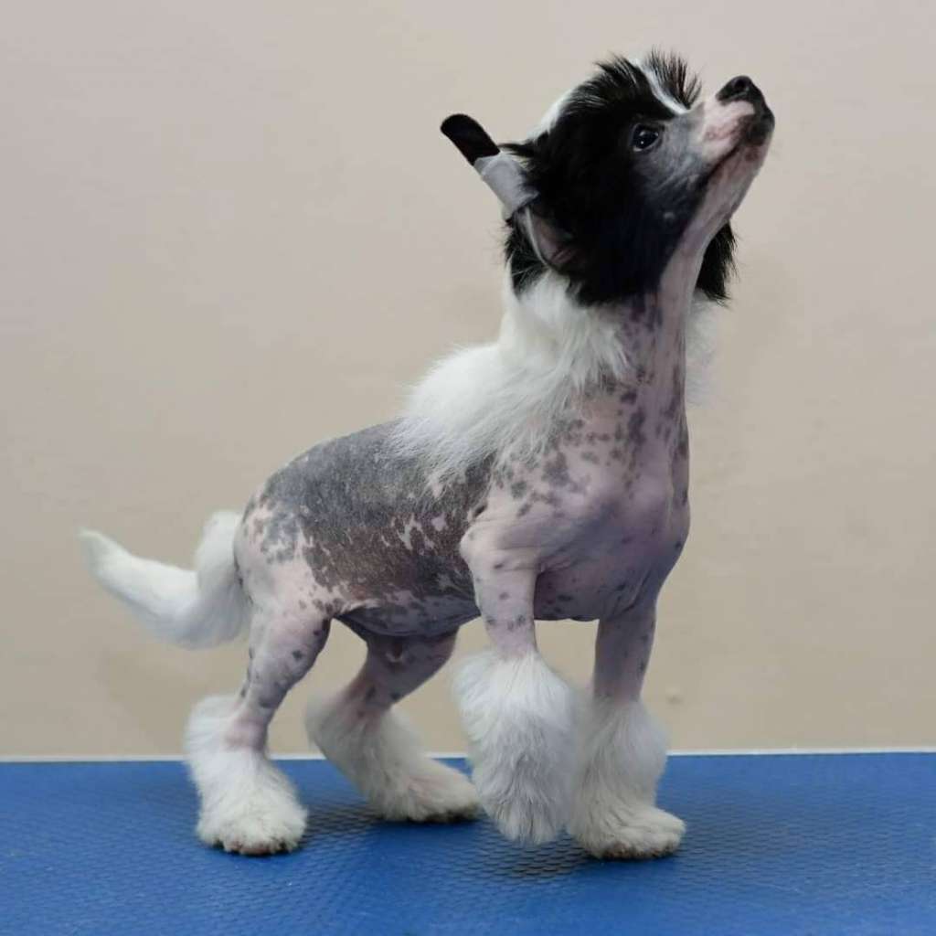 Kama Kito iz Serebryanogo Raya